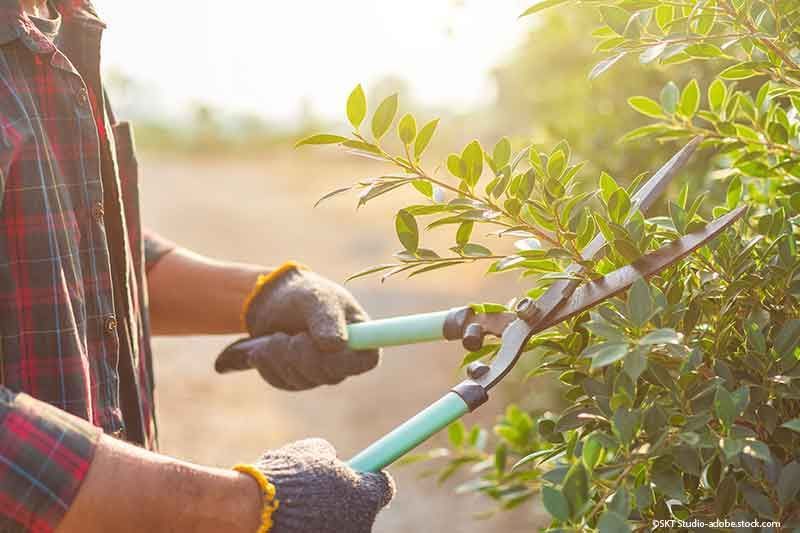 Person schneidet einen grünen Busch mit einer Gartenschere. Sonnenlicht scheint von hinten.