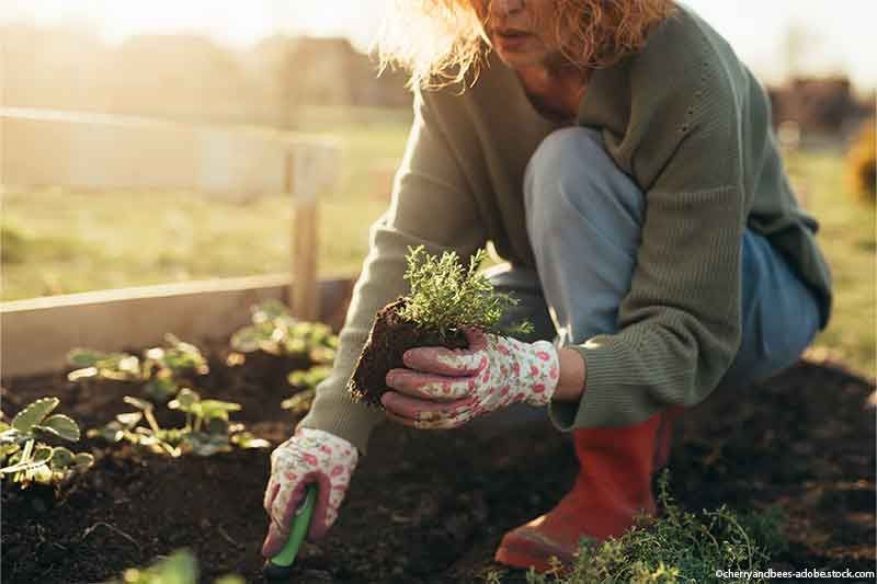 Eine Frau mit Gartenhandschuhen pflanzt einen Setzling in ein erhöhtes, sonnenbeschienenes Gartenbeet.