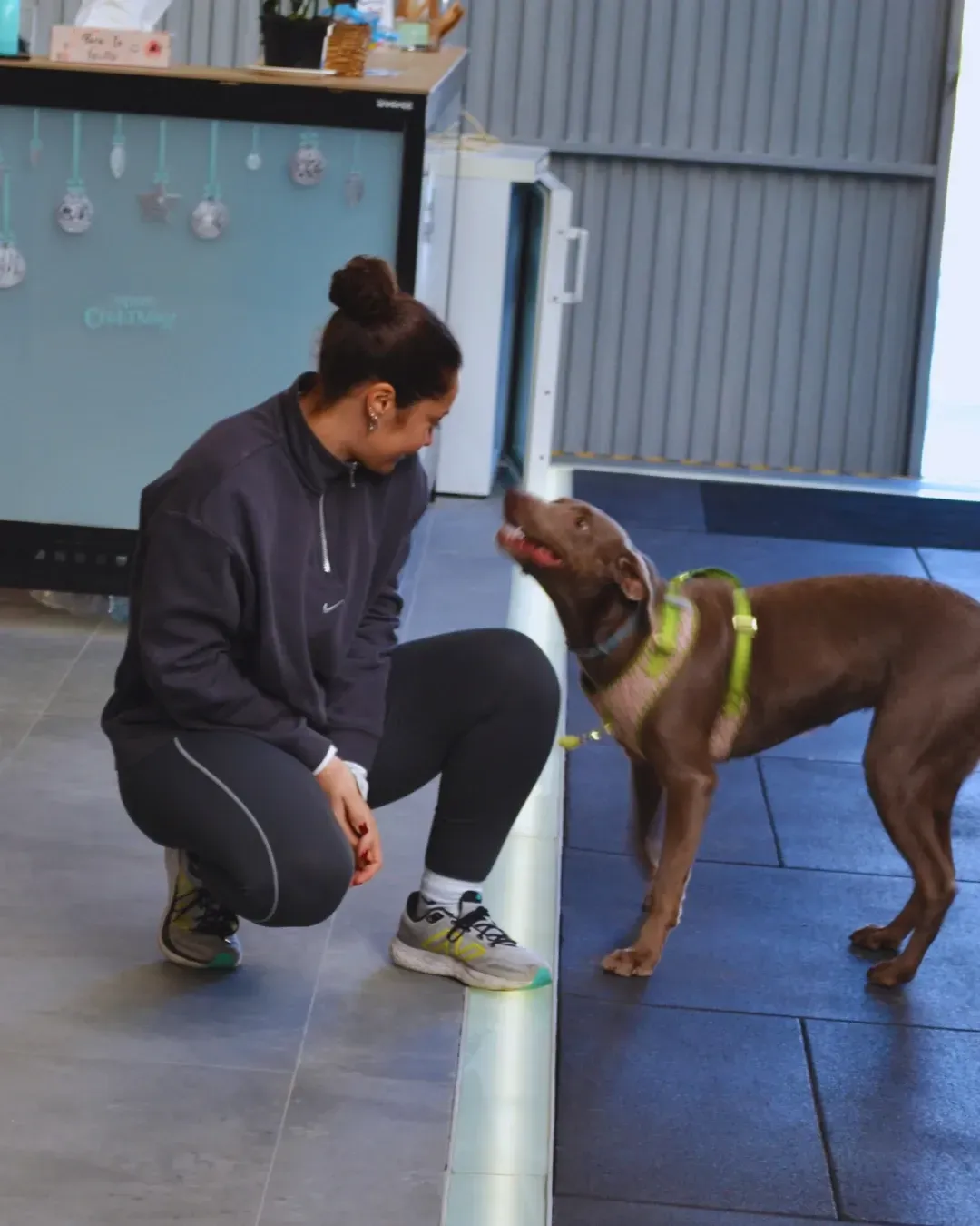 Una mujer se agacha y sonríe a un perro marrón que lleva un arnés en un espacio de entrenamiento interior.