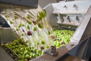 En una fábrica se vierten aceitunas en un recipiente.