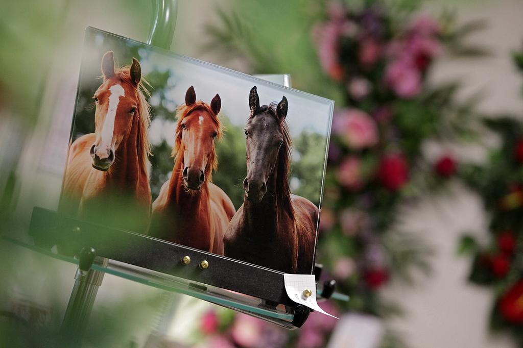 Photo-porcelaine avec des chevaux