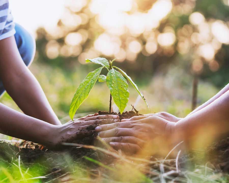 Deux enfants qui plantent une pousse d'arbre