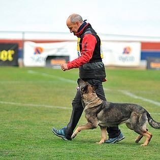 Un hombre pasea a un perro pastor alemán por un campo.