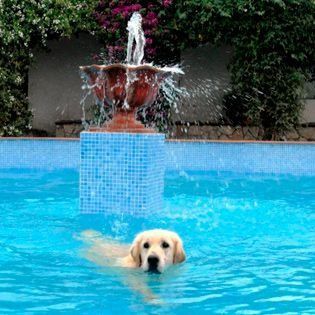 Un perro está nadando en una piscina con una fuente al fondo.