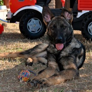 Un cachorro de pastor alemán está tumbado en el césped junto a un camión de juguete.