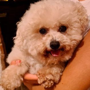 Una persona sostiene un pequeño perro blanco en sus brazos.