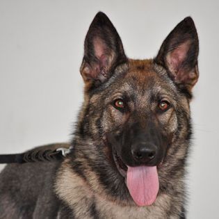 Un perro pastor alemán con una lengua rosada que sobresale mira a la cámara.