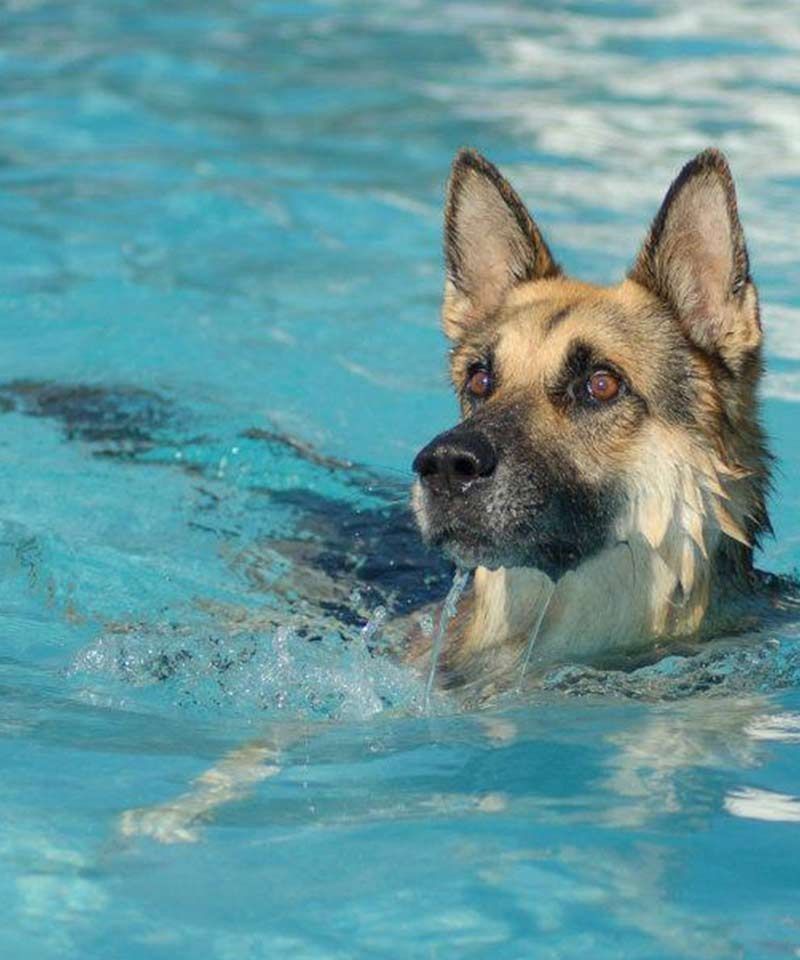 Un pastor alemán está nadando en una piscina.