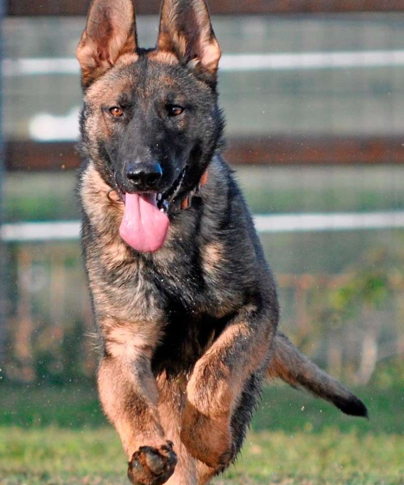 Un perro pastor alemán está corriendo en la hierba.