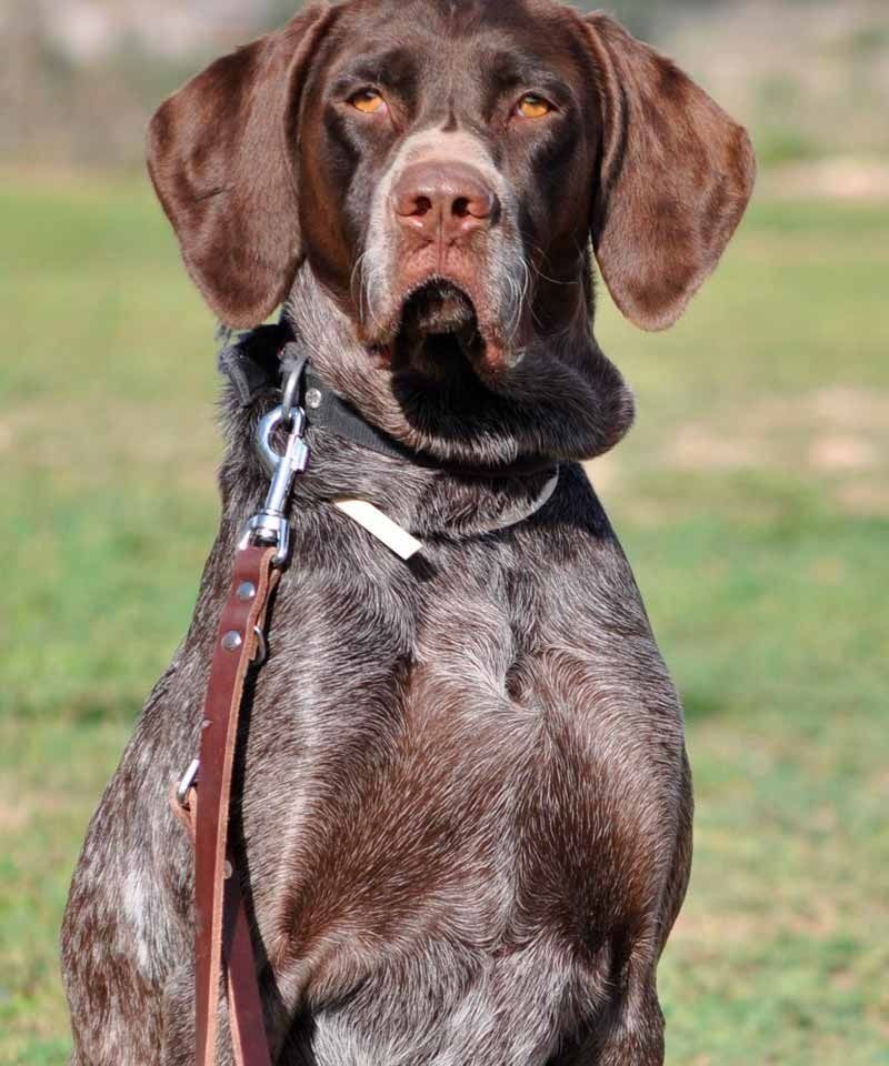 Un perro marrón con correa está sentado en el césped.