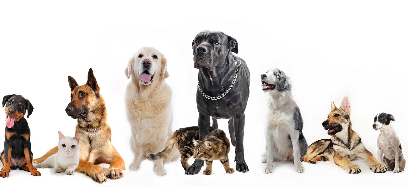 Ambiance Canine, toiletteur pour chiens et chats à Cagnes