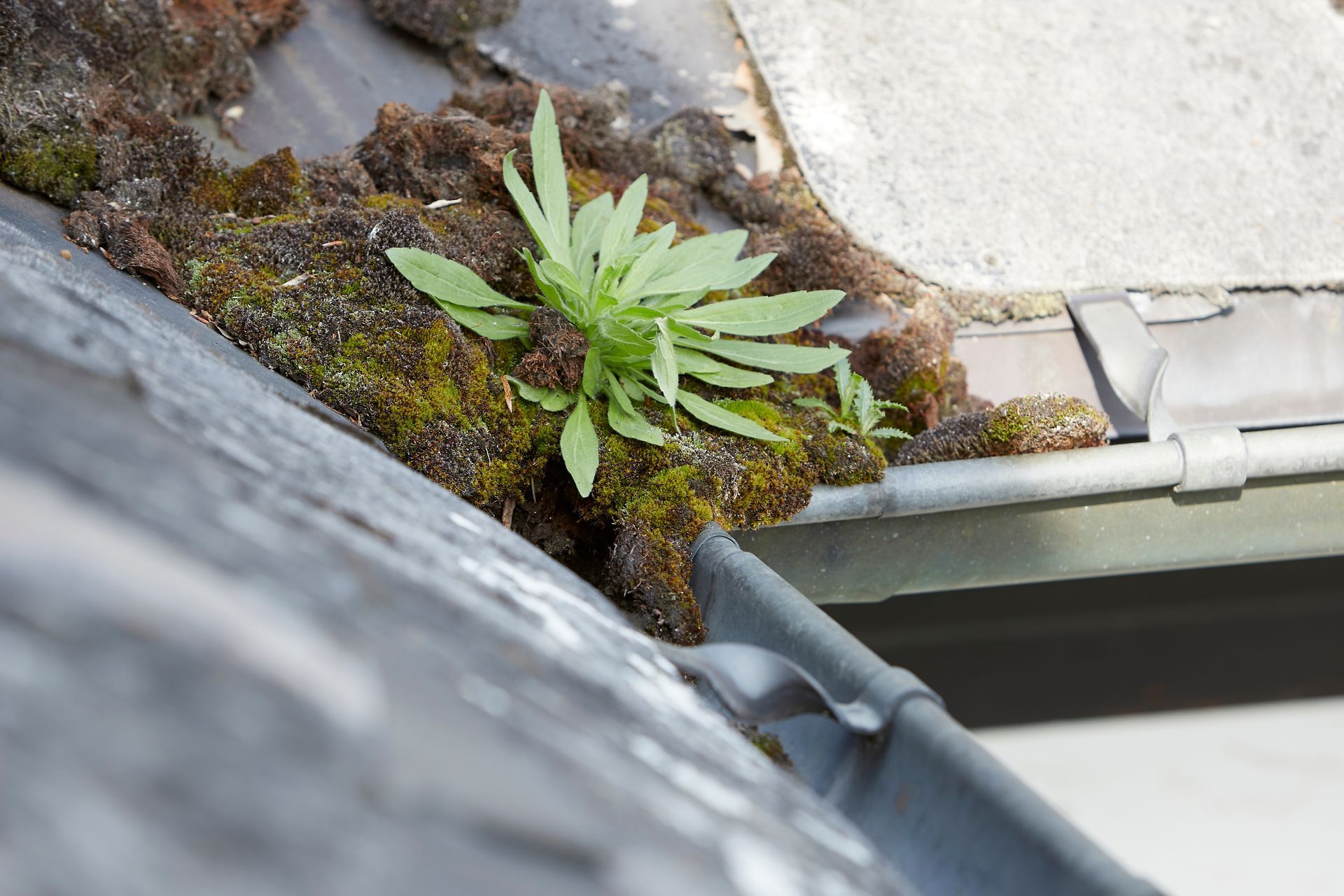 Plante et mousse qui se développe dans une gouttière