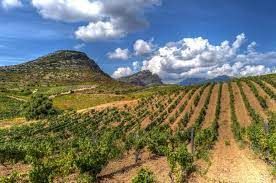 Paysage avec des vignes