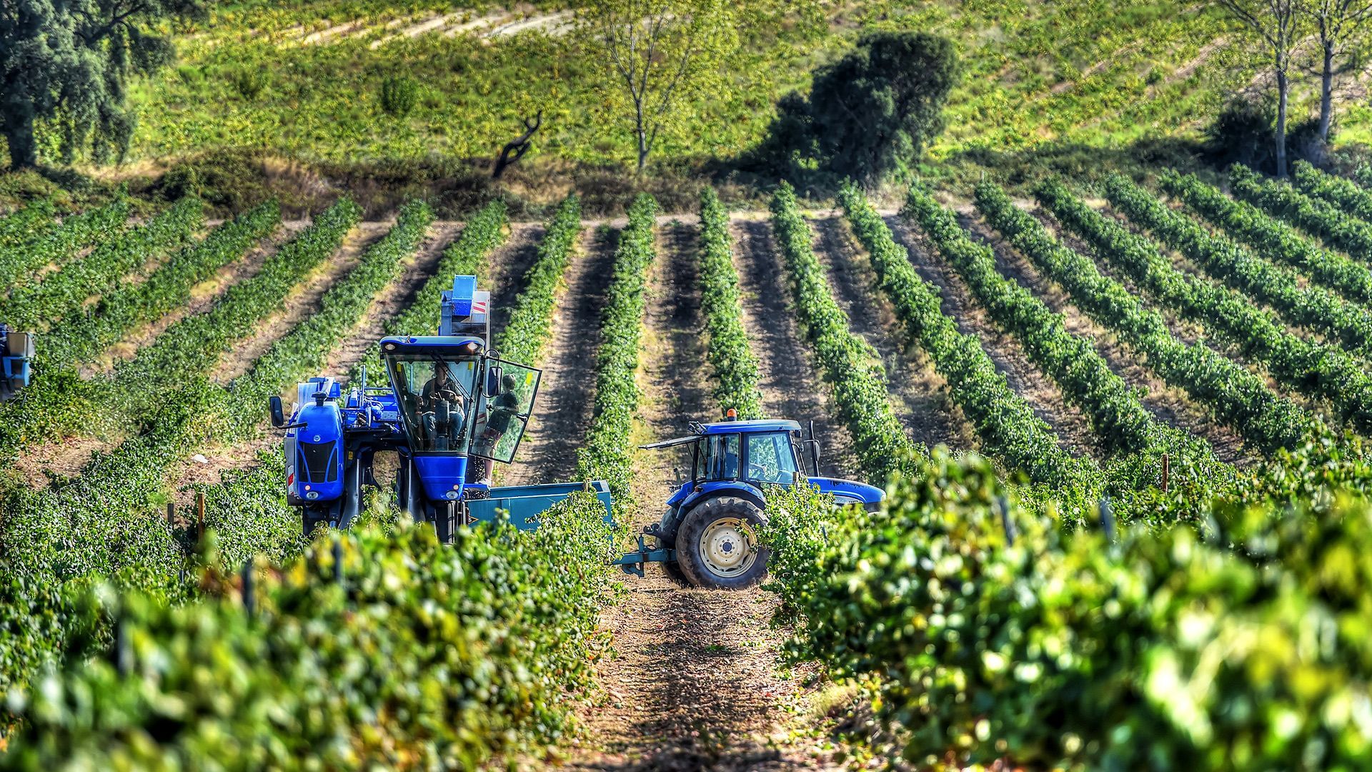 Paysage avec des vignes et un tracteur