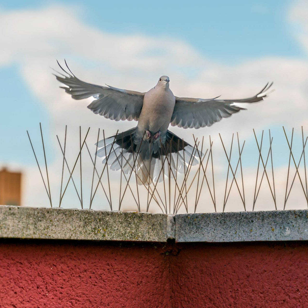 Colombe en vol, ailes déployées, au-dessus d'un mur peint en rouge avec des pointes anti-oiseaux, contre un ciel bleu avec des nuages.