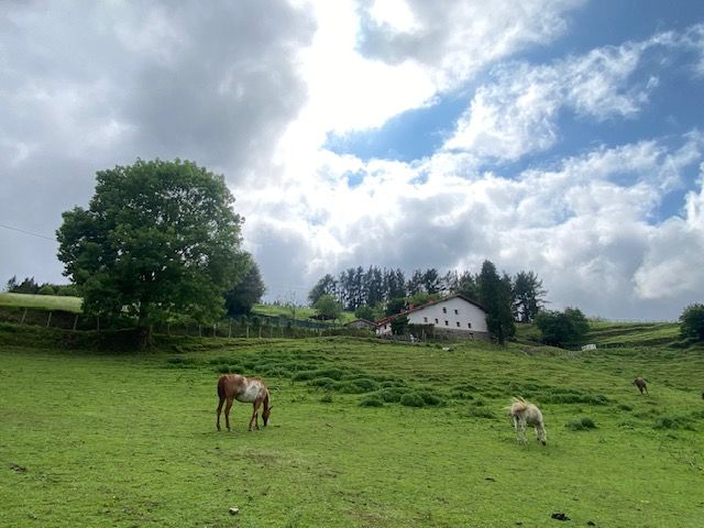 Dos caballos pastan en un campo de hierba en un día nublado.