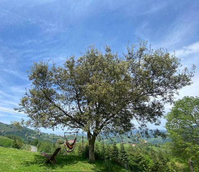 Una hamaca cuelga de un gran árbol en un campo de hierba con vista a la montaña bajo un cielo azul brillante.