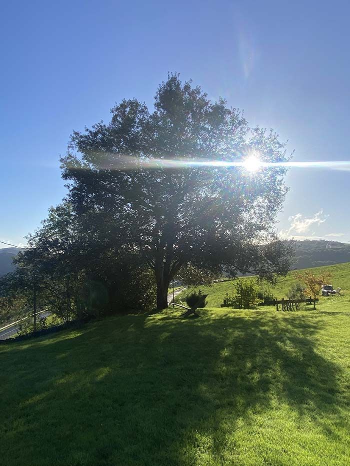Un sol brillante brilla a través de un gran árbol en un campo de hierba en un día soleado.