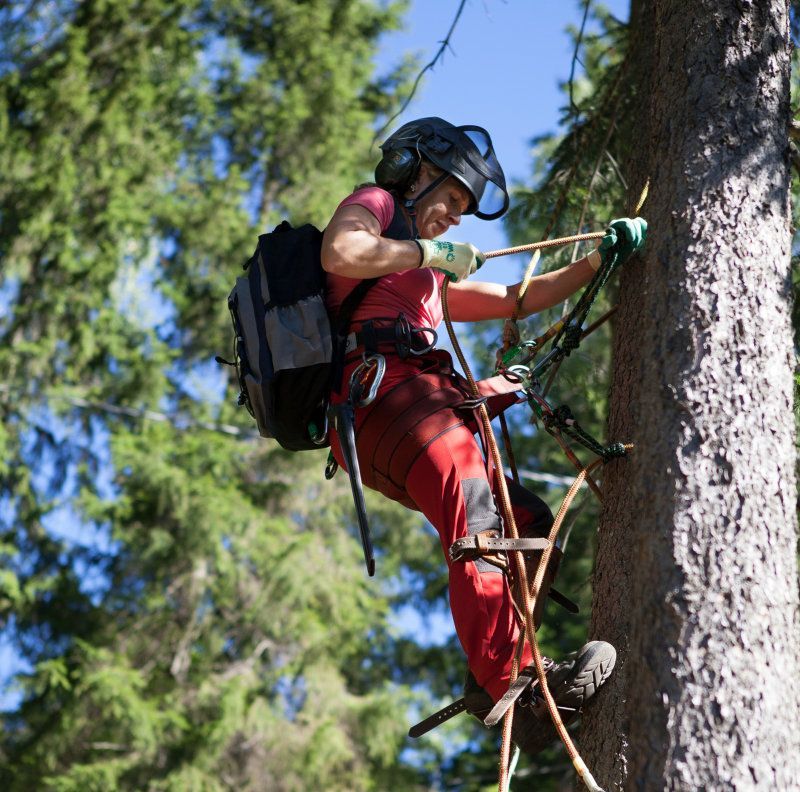 Punaisiin kiipeilyvarusteisiin pukeutunut kalliokiipeilijä kiipeää puuhun köysien avulla metsässä