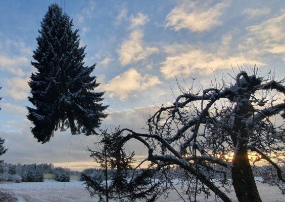 Luminen maisema hämärässä, korkea ikivihreä puu ja lehdettömän puun siluetti pilvistä taivasta vasten.