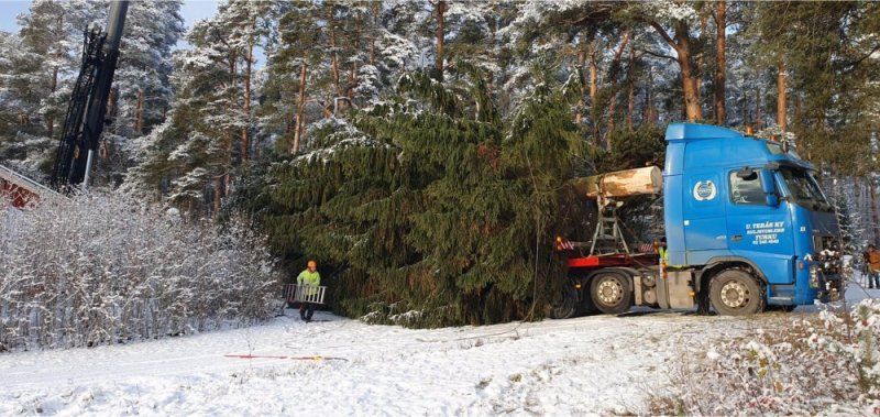 Sininen puutavara-auto lumisen metsäautotien vieressä, ja sen lähellä työntekijä huomiotakissa