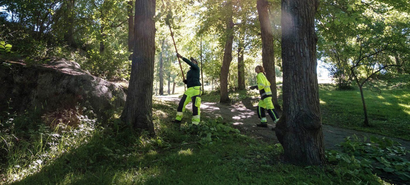 Työntekijät näkyvyysvaatteissa raivaavat pensaikkoa puiden keskellä aurinkoisella rinteellä