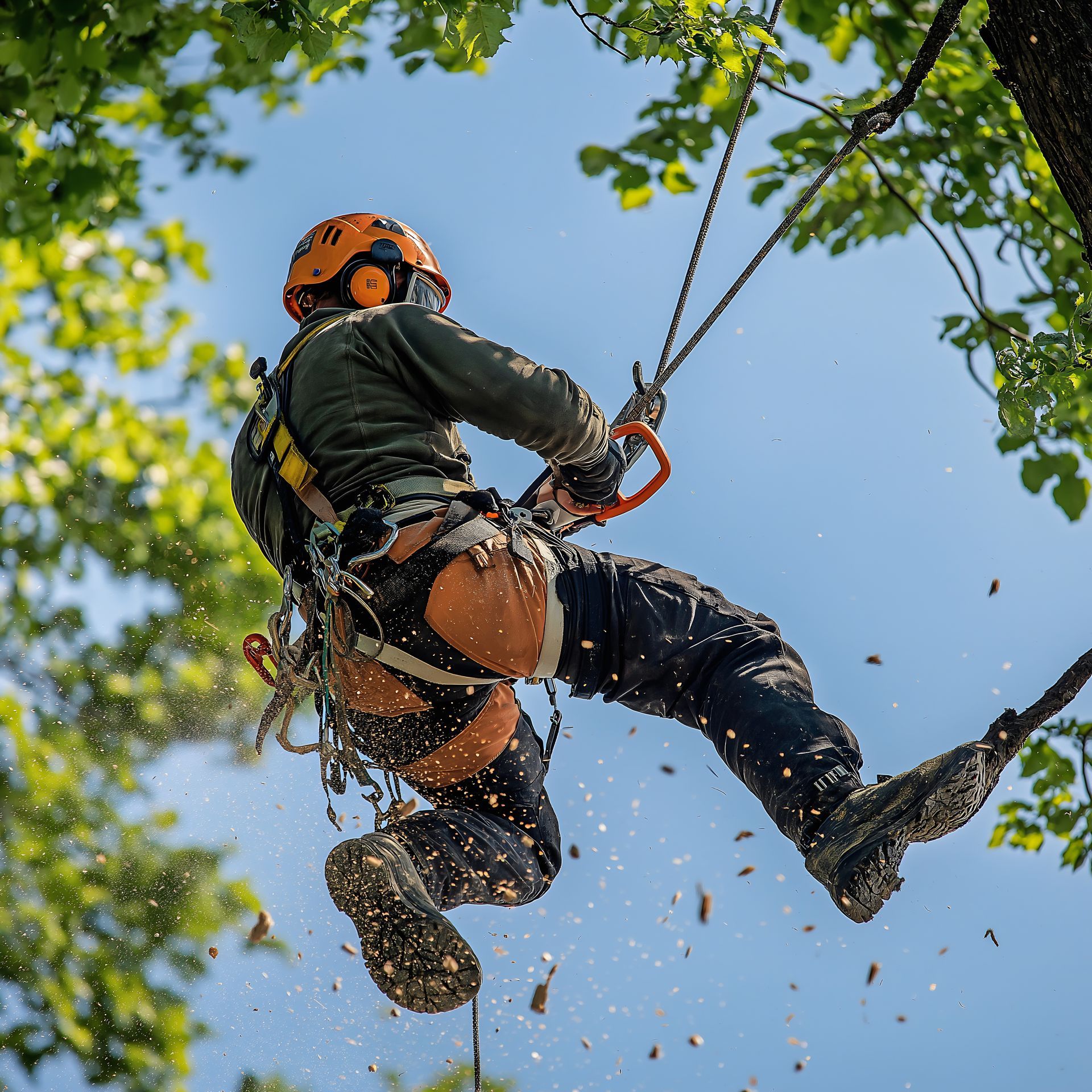 Élagage d'arbre par un professionnel