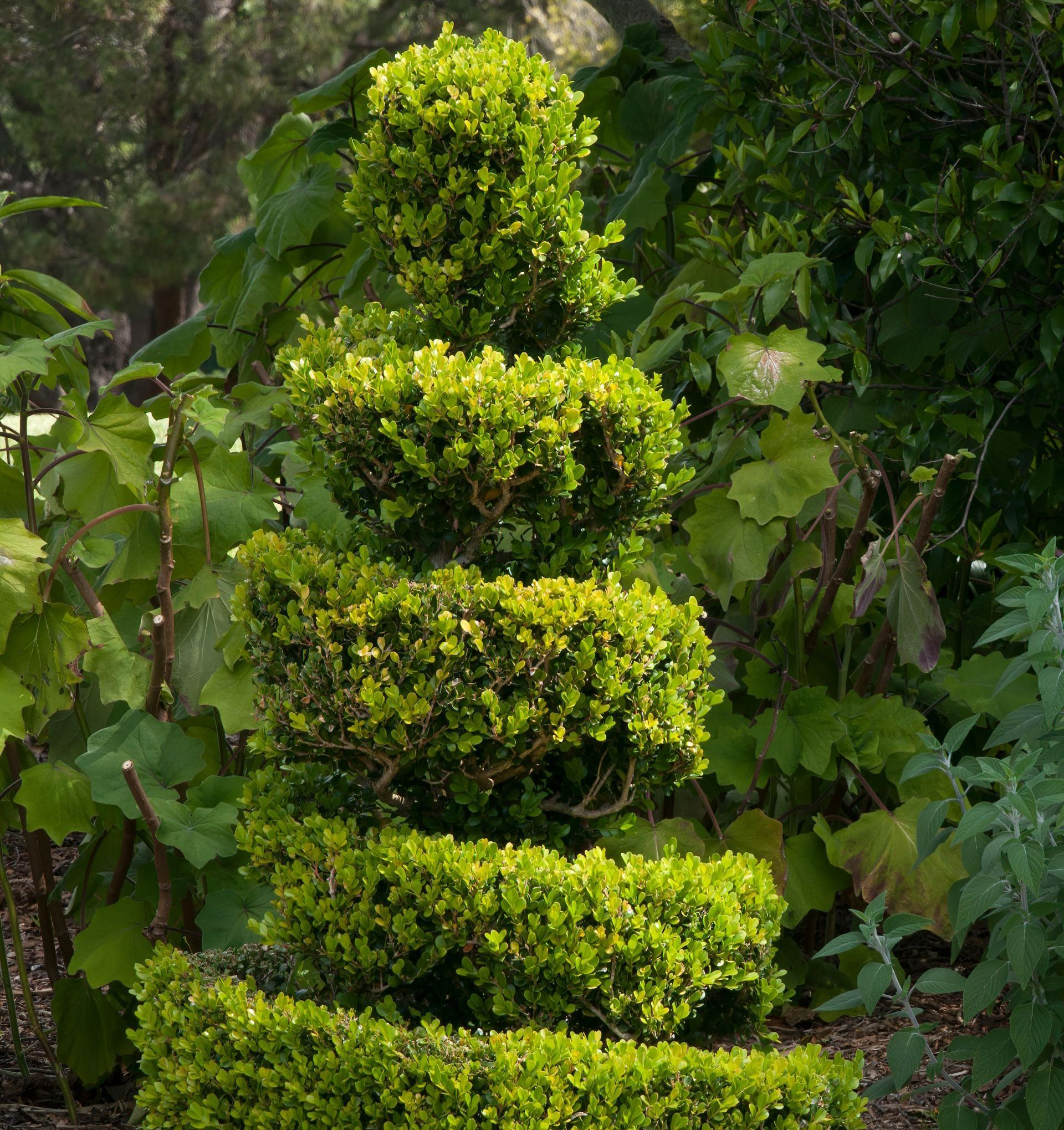 Taille esthétique en spirale