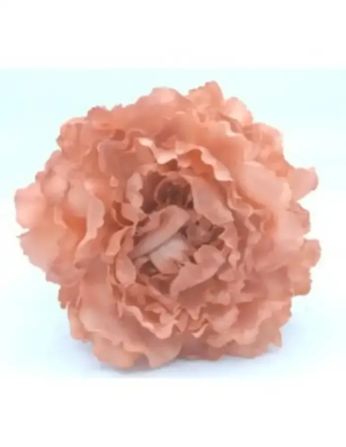 Flor de color melocotón, con volantes, de múltiples pétalos, sobre fondo blanco.