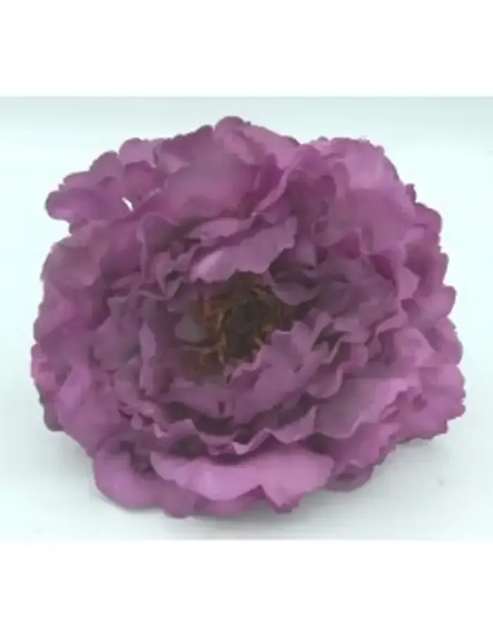 Flor de peonía morada sobre fondo blanco.