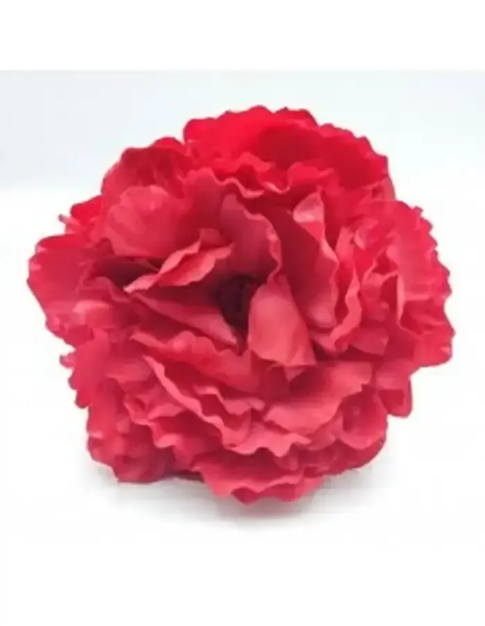 Flor de clavel rojo sobre fondo blanco.