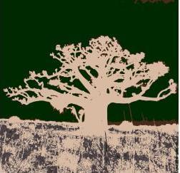 baobab