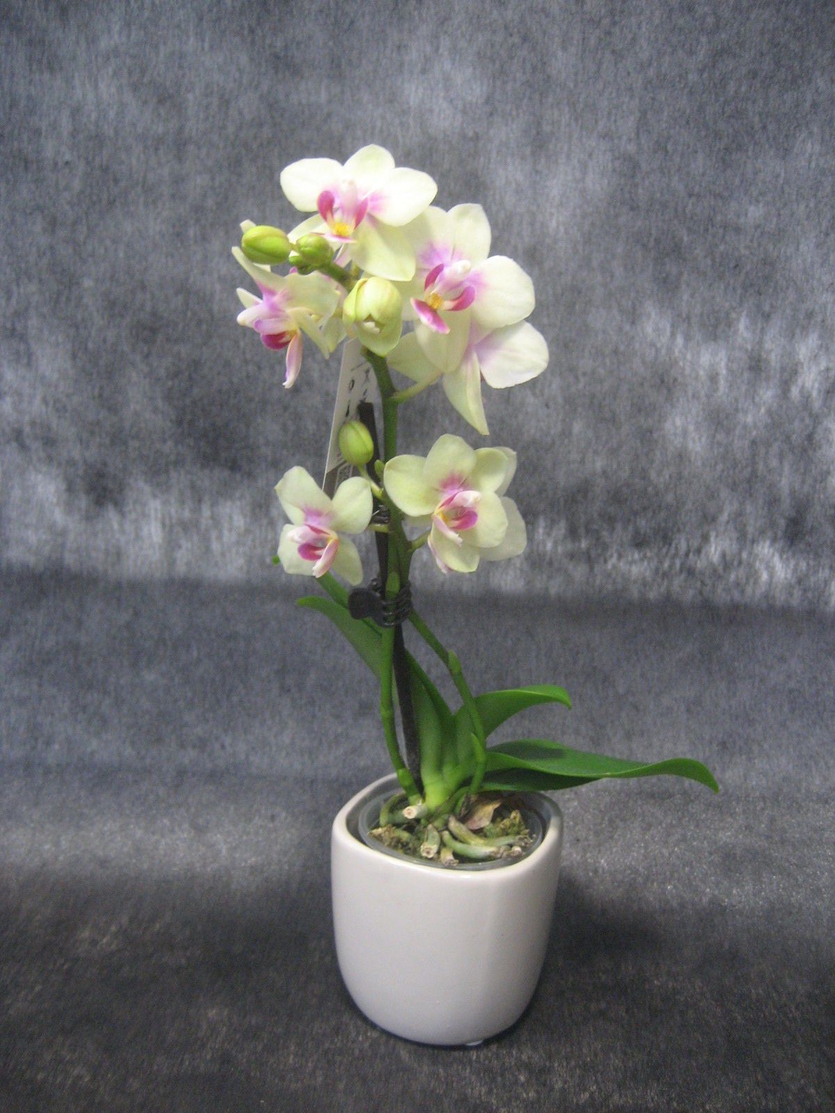 Planta de orquídea blanca con detalles rosados en una pequeña maceta blanca sobre un fondo gris.