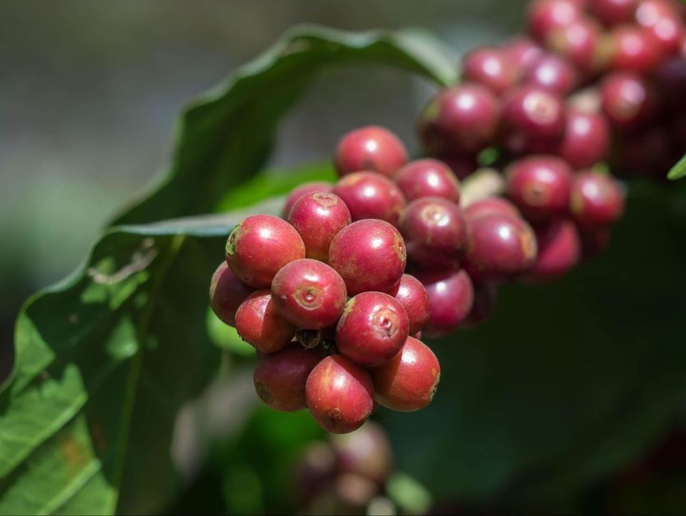 Kaffeerösterei Caffè l'amica