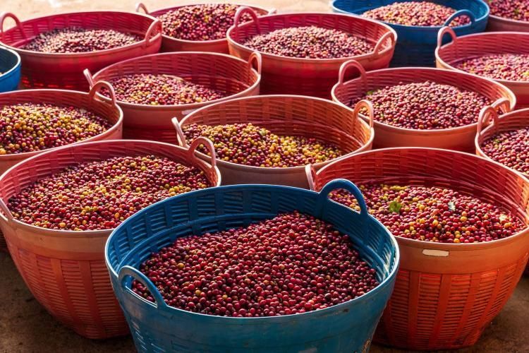 Kaffeerösterei Caffè l'amica