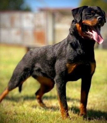 Perro rottweiler con pelaje negro y marcas color canela, de pie sobre el césped con la lengua afuera, al aire libre.