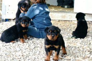 Perro rottweiler tumbado sobre el césped verde, jadeando, con un pelaje negro y marcas color canela.
