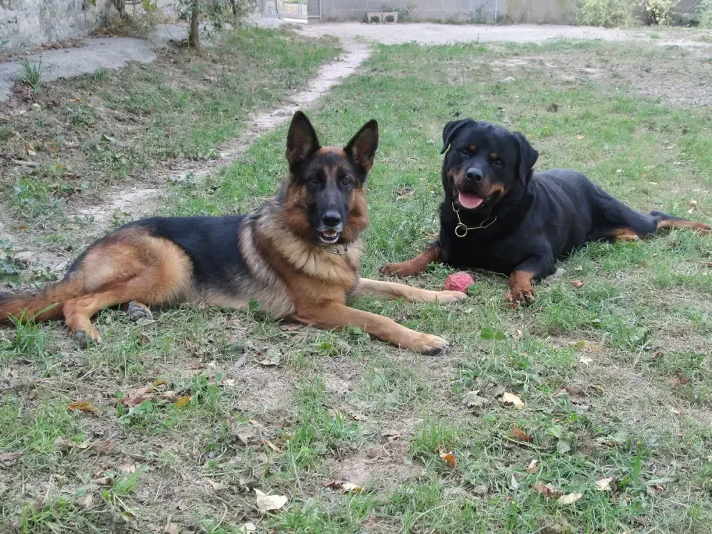 Perros pastor alemán y rottweiler tumbados en el césped, ambos mirando a la cámara.