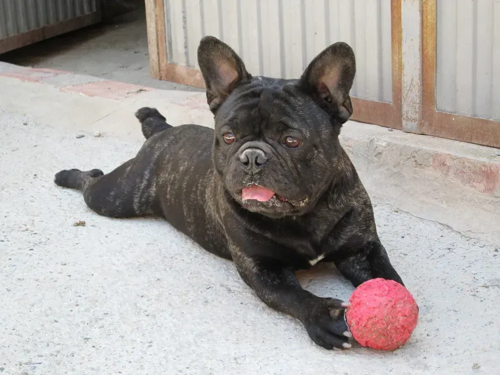 Bulldog francés atigrado negro tumbado, jadeando, con una pelota rosa entre sus patas sobre una superficie de hormigón.