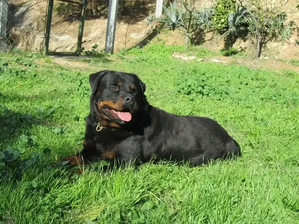Perro rottweiler tumbado sobre el césped verde, jadeando, con un pelaje negro y marcas color canela.