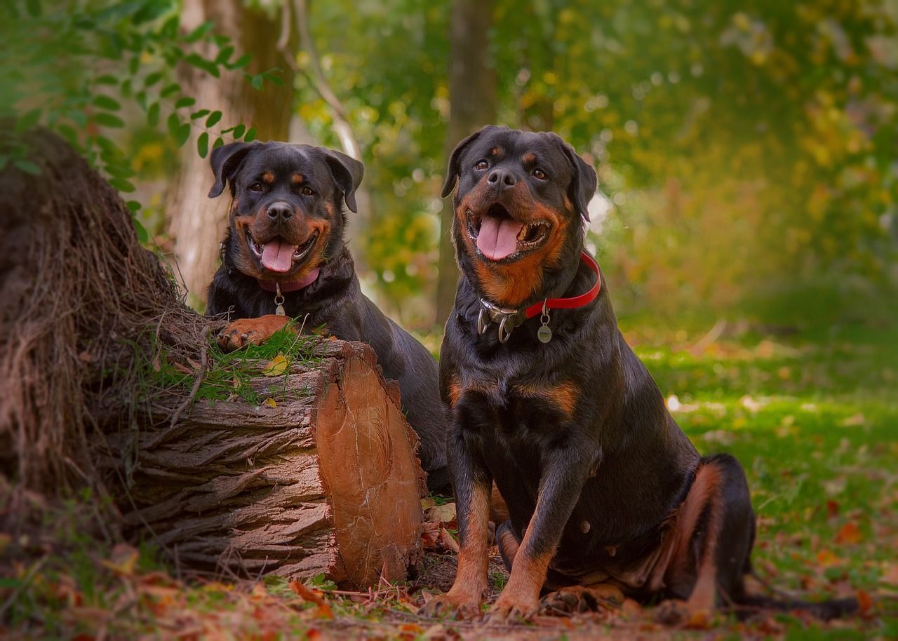 Dos rottweilers en un bosque.