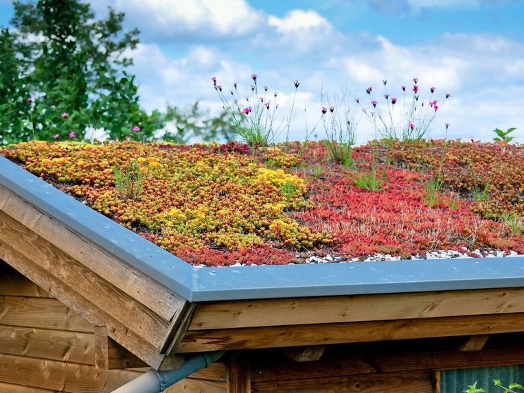 Dachbegrünung | Spenglerei, Flachdächer & Unterhalt | Egloff & König GmbH | Frauenfeld