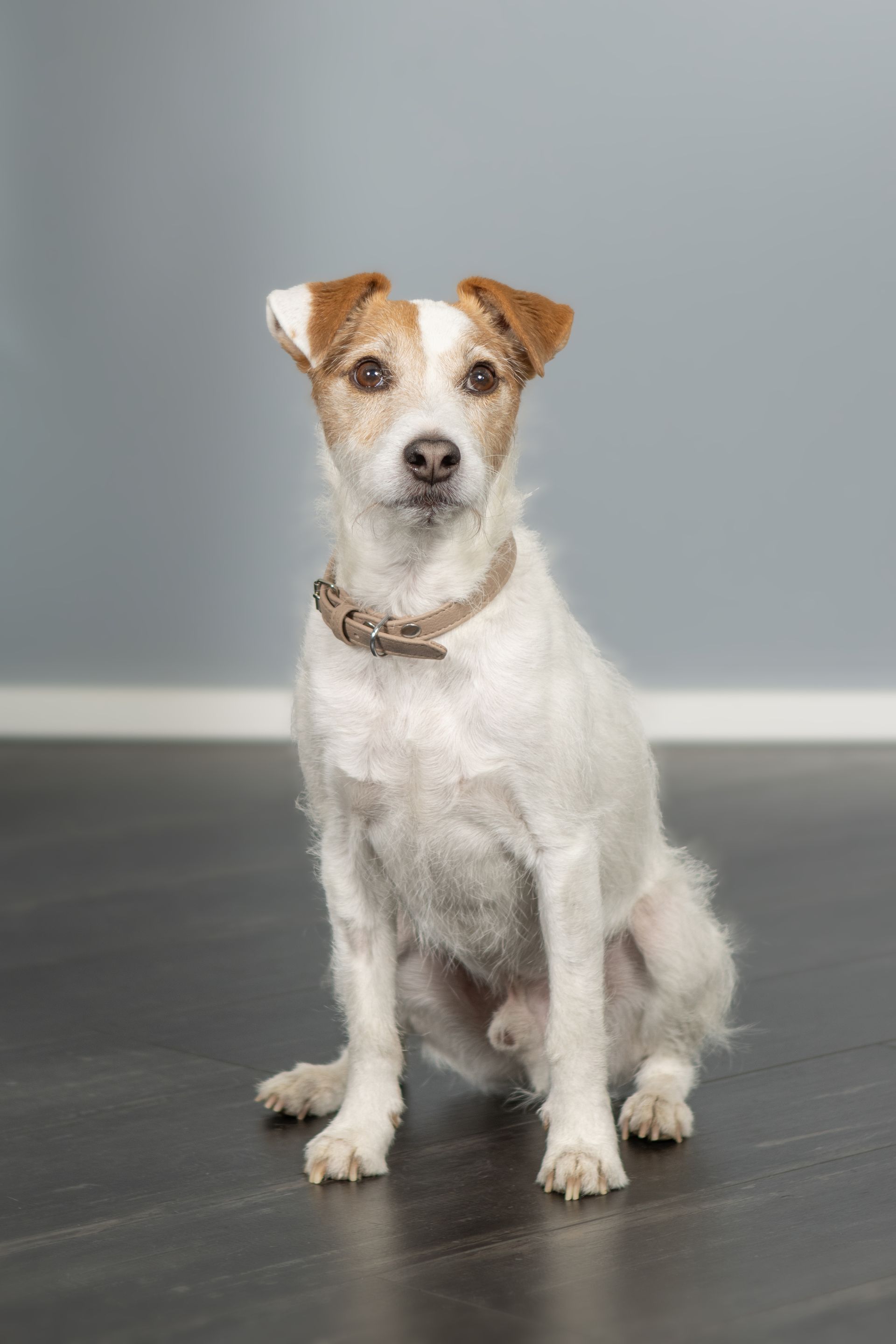 Monika Klein Intercoiffure – Hund Jamie