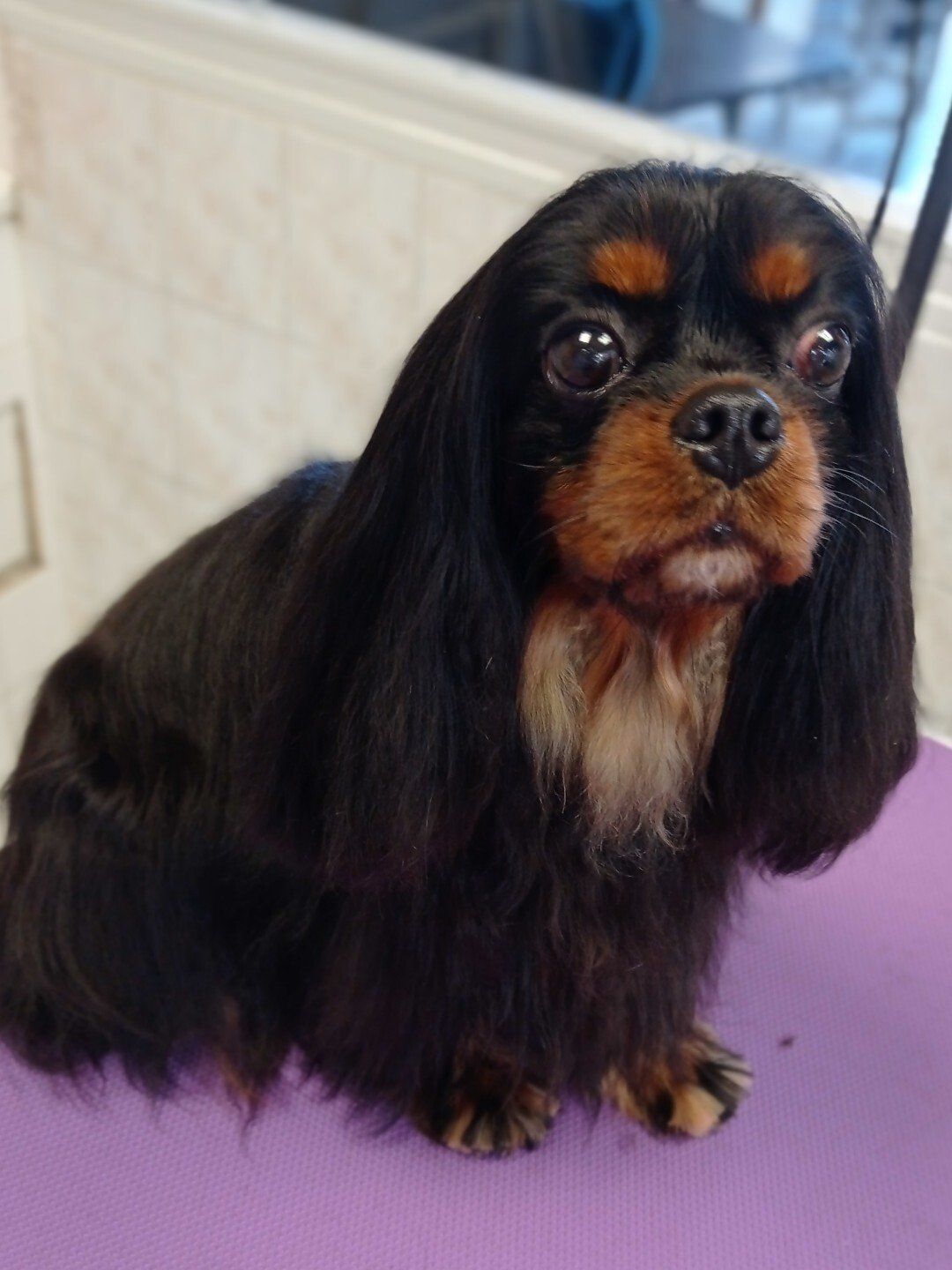 Faites toiletter votre chien