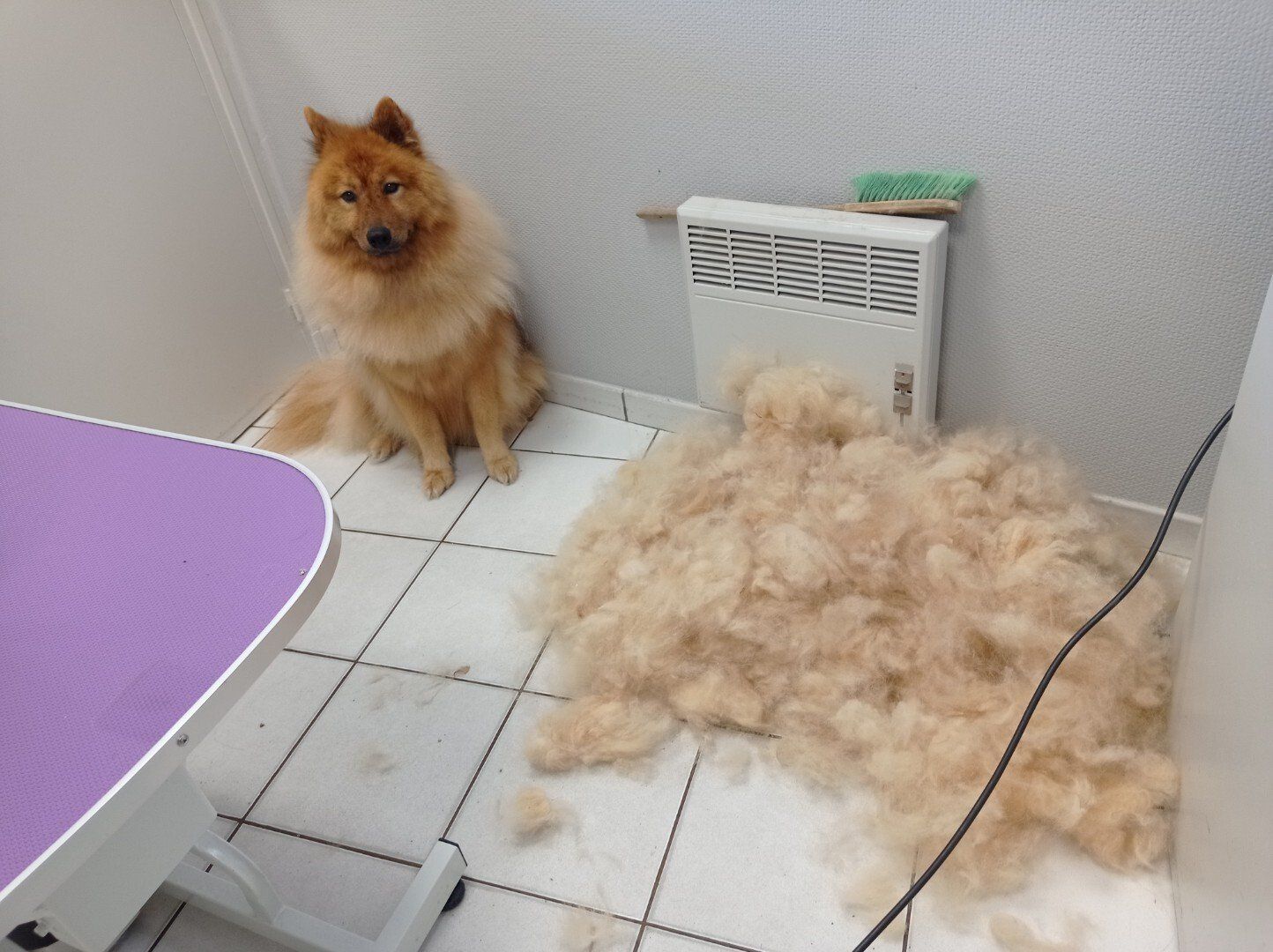 Chien aux poils longs