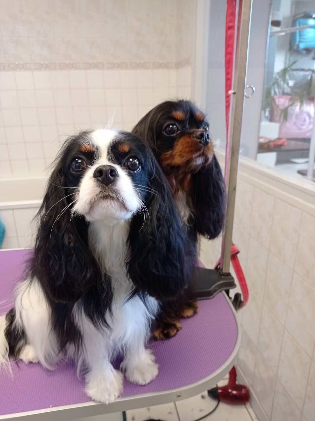 Toilettage avec des produits sains