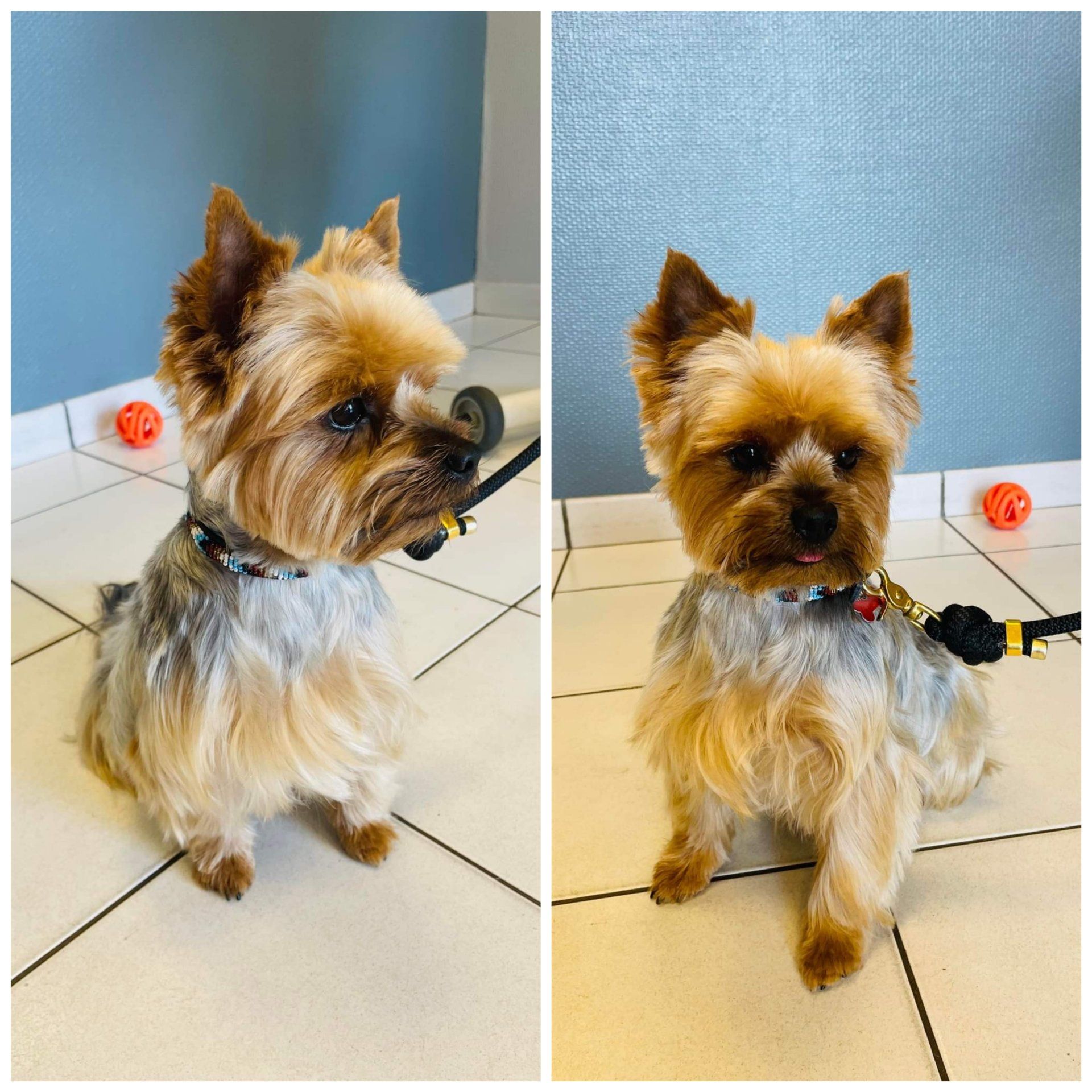 Toilettage toute race de chien