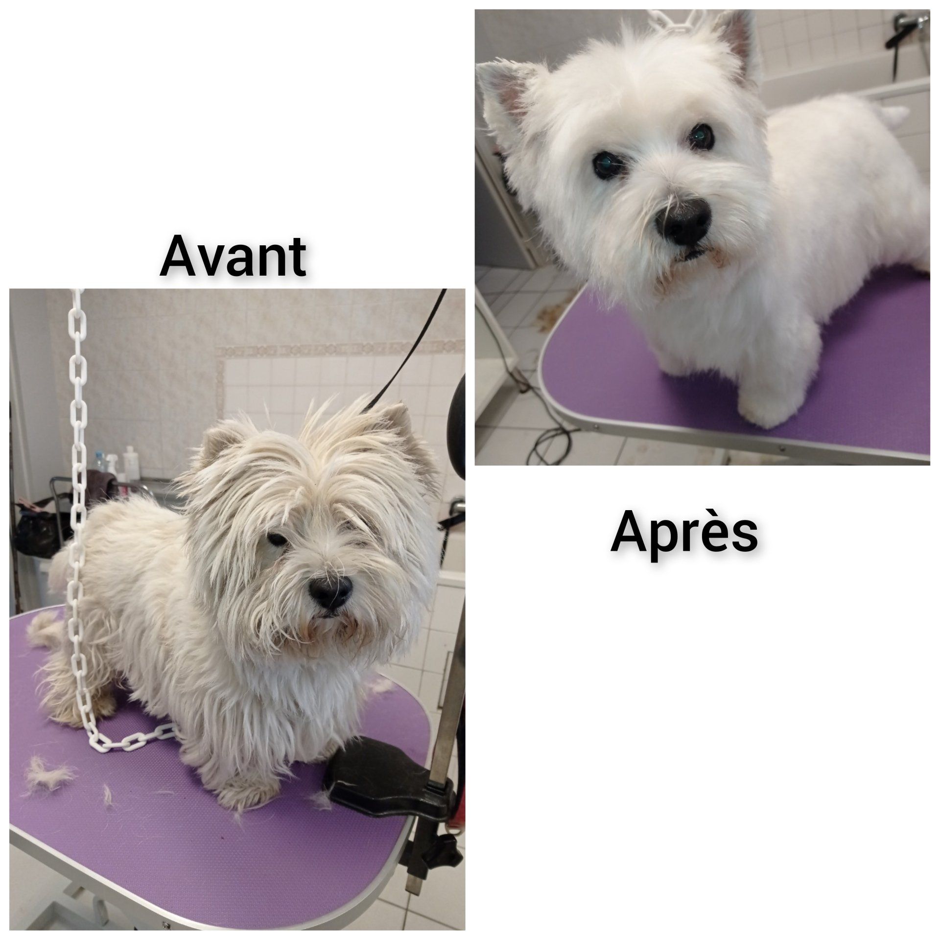 Toilettage transformation petit chien