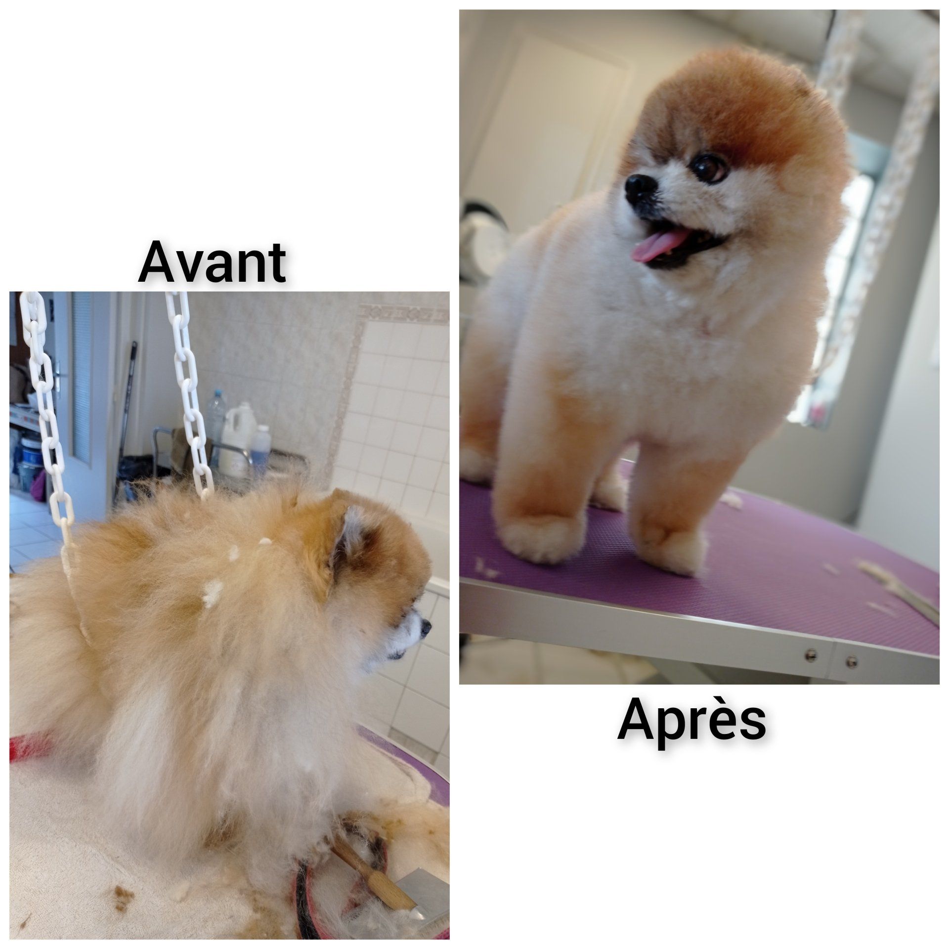 Toilettage transformation