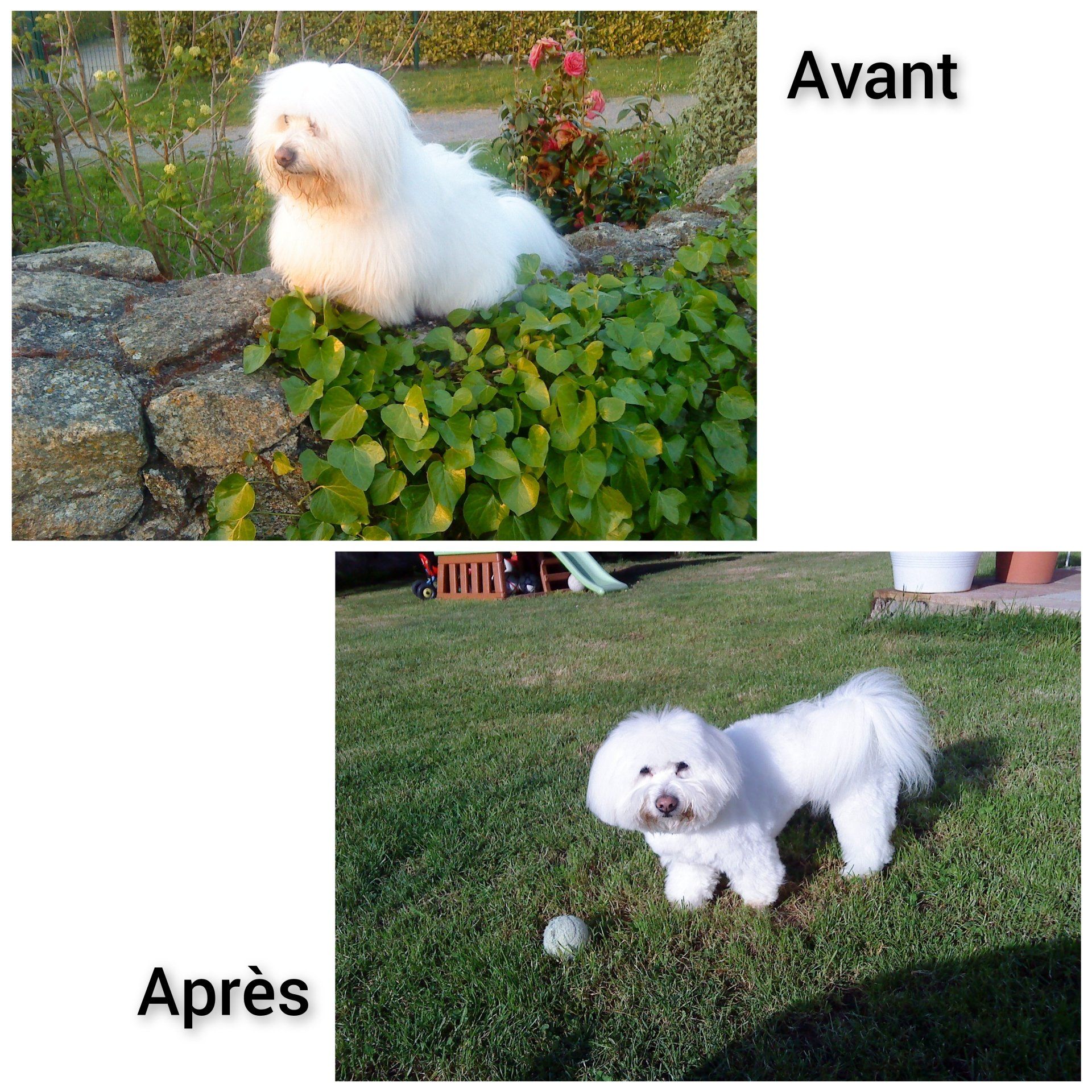 Toilettage petit chien blanc